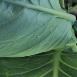 A single 3 mm long white egg on a leaf. 