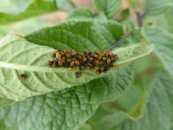 A cluster of orange and black beetle larvae on a potato leaf.