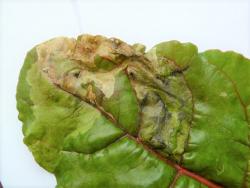 Significant damage on leaf causing wrinkling and browning. 