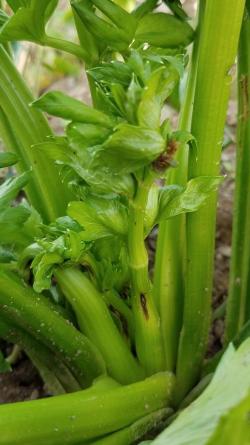 Close-up of celery anthracnose symptoms