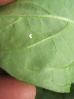 Cluster of seven 2 mm long rice-shaped eggs stacked in a row on the underside of a spinach leaf.  