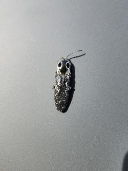 Dark colored click beetle with dark background and high detail