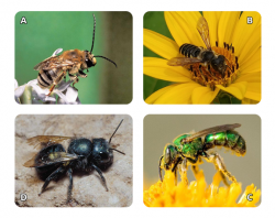 (A) Long-horned bee (Eucera hamata), (B) Leafcutter bee (Megachile sp.), (C) Sweat bee (Family: Halictidae), (D) Blue orchard bee (Osmia lignaria). Photos from A to D: J. Rathert, W. Shell., Missouri Dept. of Conservation, J. Rathert.