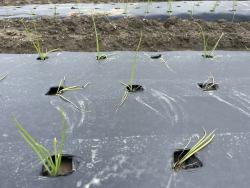 Yellowing and wilting in allium crop as a result of onion maggot damage. 