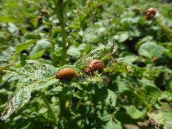 2 orange beetle larvae with black spots on their sides