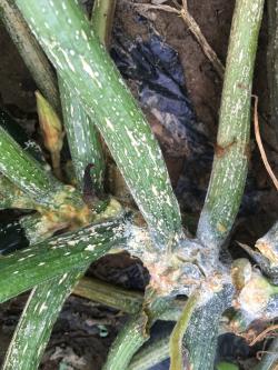 Zucchini stems and petioles with elongate, white lesions.