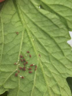 Cluster of many pink-colored aphids on underside of tomato leaf. 
