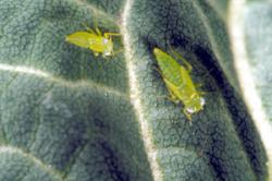 2 small elongated insects on a leaf.