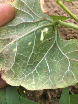 The underside of a bean leaf with several bright green, elongate bugs.