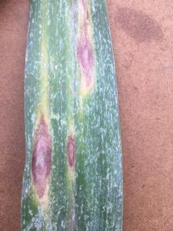 Several elongate, purple-brown lesions on a garlic leaf.