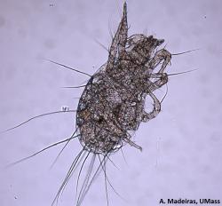 A microscopy photo of a mite with several long hairs.