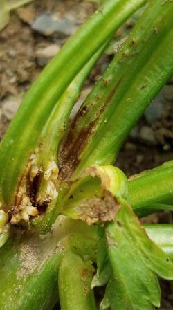 Brown, discolored gall tissue and small adventitious roots in ruptured stalk lesion