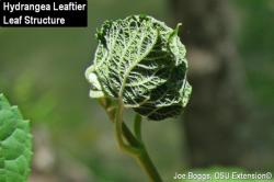 Figure 2. Hydrangea leaftier damage