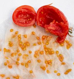 drying tomato seeds