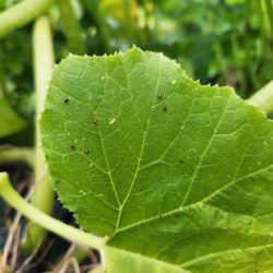 Insect eggs on squash leaves