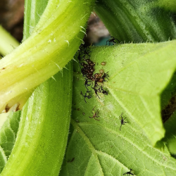 Squash bug nymphs hatching from insect eggs on squash leaves 