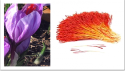 Figure 3. Flower ready for harvest (left) and separated stigma (right).