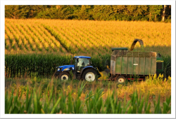 Corn (Silage, Grain) Crop Insurance 