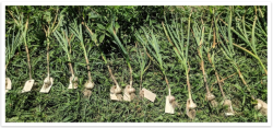 Innovative Northeast Garlic production Method By Alexandra Smychkovich
