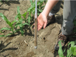 Soil sample is taken from 0-12” deep using a soil auger, when corn is about 12” tall. Samples are taken from the middle of the planting rows.