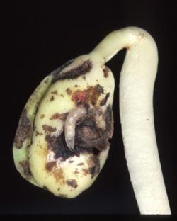 Cream-colored maggot feeding on a seed