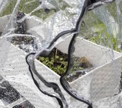 seedlings covered with plastic