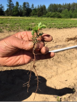 A hand holding a small seedling, showing approximately 4"-long roots.