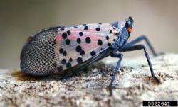 Spotted lanternfly adult with wings folded (Photo: Lawrence Barringer, PA Dept. of Agriculture)
