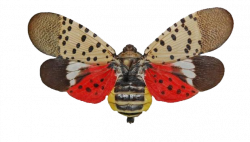 Spotted lanternfly adult with wings spread