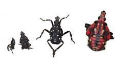 Spotted lanternfly nymphs size comparison. From left to right: first, second, third, and fourth instars (Photo: Teá Kesting-Handly)
