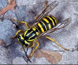 Southern yellowjacket adult female (Vespula squamosa, photo: Lyle J. Buss, University of Florida, IFAS)