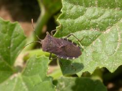Elongate shield-shaped true bug on squash leaves. 