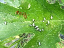 Clusters of coppery eggs and white bugs with dark-colored heads 