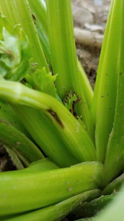 Base of celery plant with dark-colored area on stalk and blackened young heart tissue. 