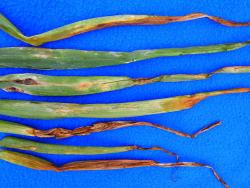 Several onion leaves with yellow-brown lesions