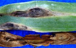 An onion leaf with an elongate brown lesion, with dark fungal growth.