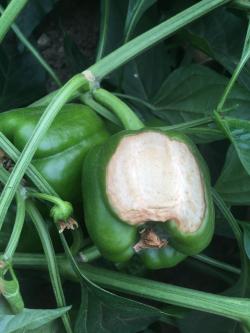 A pepper fruit with a large white, leathery, sunken area.
