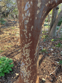 tall stewartia bark