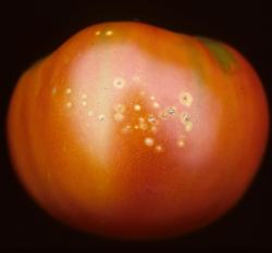 A tomato fruit with many small tan spots.