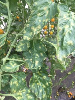 Yellow spots in a mosaic pattern across tomato leaves