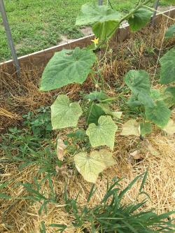 A cucumber plant growing in a high tunnel, with yellowed and speckled lower leaves.
