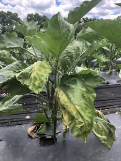 An eggplant plant with wilted leaves.