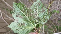 Viburnum leaf beetle feeding damage