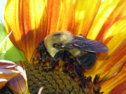 Bombus griseocollis on a sunflower, photo by Justin Roch