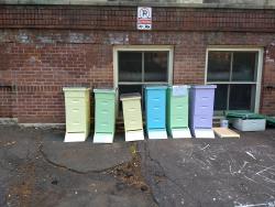 Painted Hives