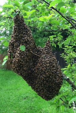 A swarm on a branch