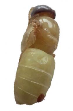Mite on a Drone Pupa