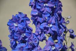 Delphinium is the featured plant for July.