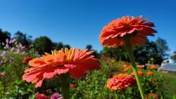 Zinnias are the featured plant for August.