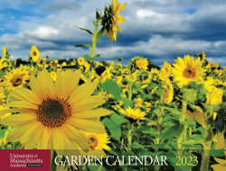 Sunflowers on the cover of the 2023 UMass Garden Calendar